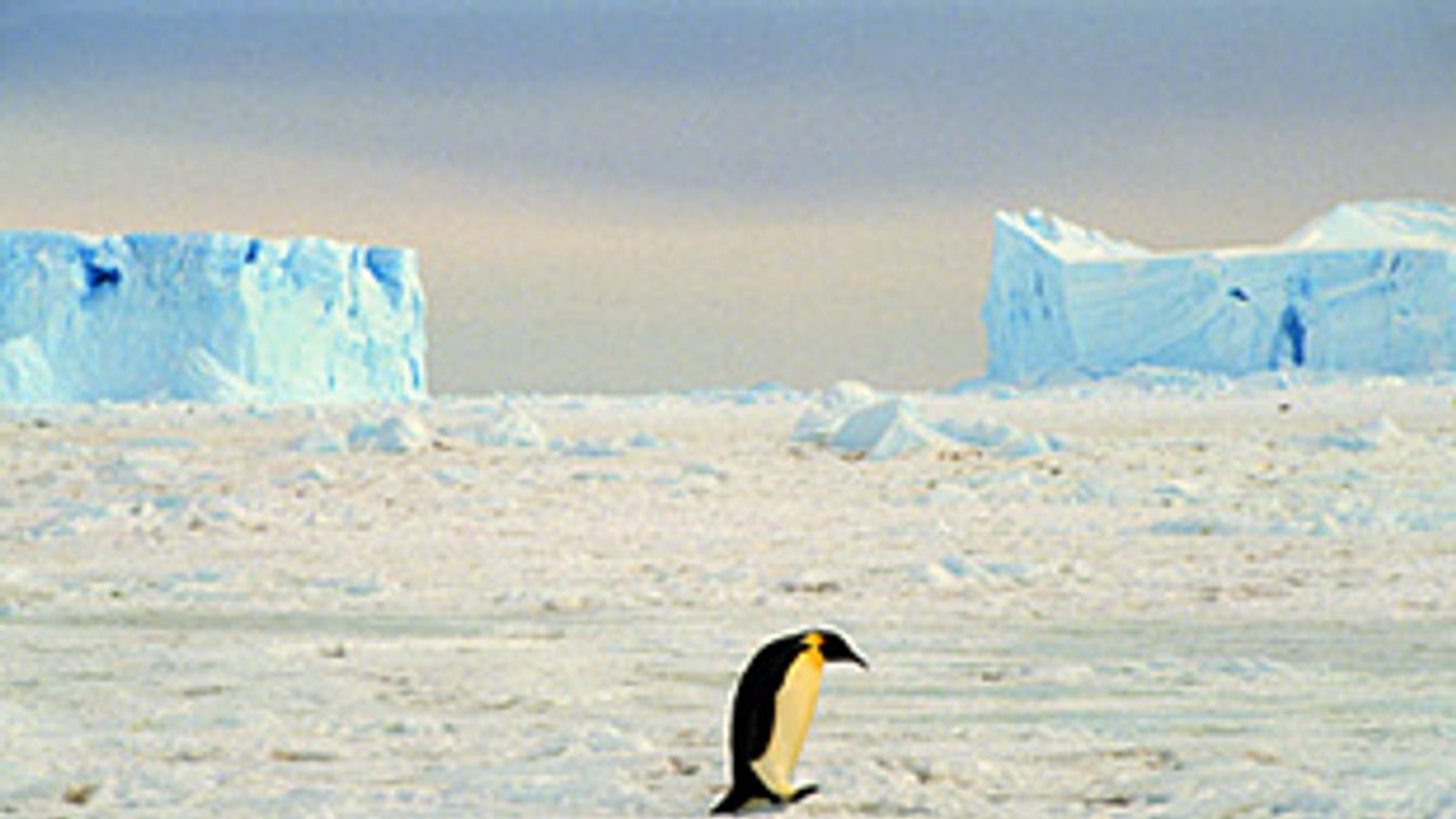 Antarktisz, jégmező, királypingvin