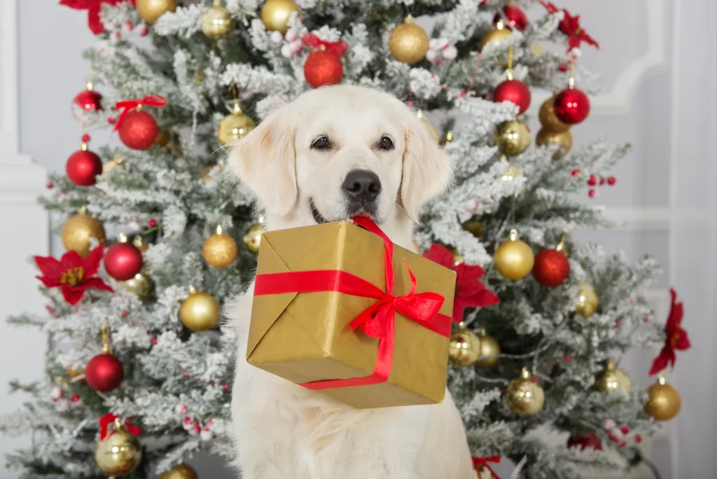 kutya karácsony ruha Beautiful,Dog,Holding,A,Gift,Box,In,Mouth,By,The gift,studio,dog tricks,fur,year,happy,winter,box,giving,cute,hol 
