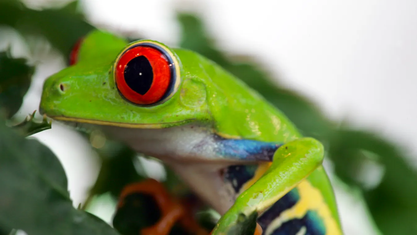 A pirosszemű levelibéka is veszélyeztetett Agalychnis Calidria Applied Sciences Batrachochytrium Dendrobatidis Central America Frogs SCI Smithsonian Tropical Research Institute VM HORIZONTAL 