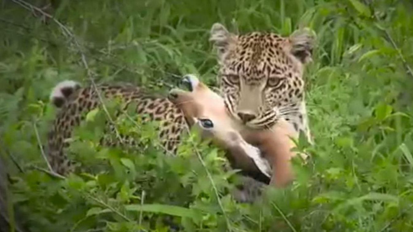 leopárd támadás impala 