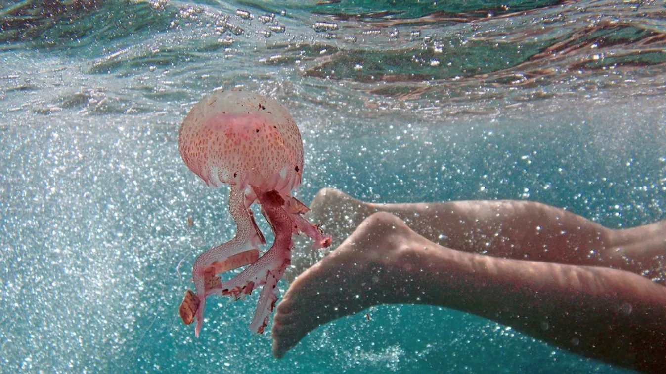 világító medúza 