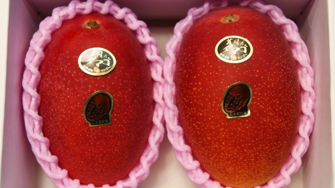 Őrület: 1,3 millió forintot adtak egy pár mangóért!, mangó, Japán 