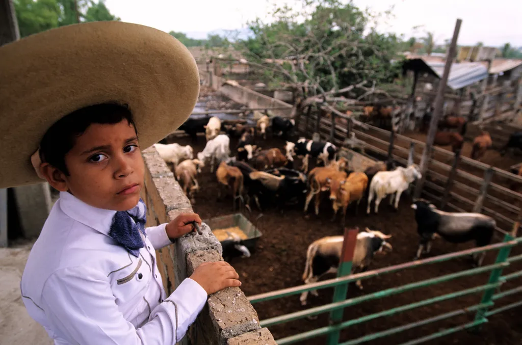 charro, mexikó, rodeó, lovas, verseny, sport, nemzeti, cowboy 