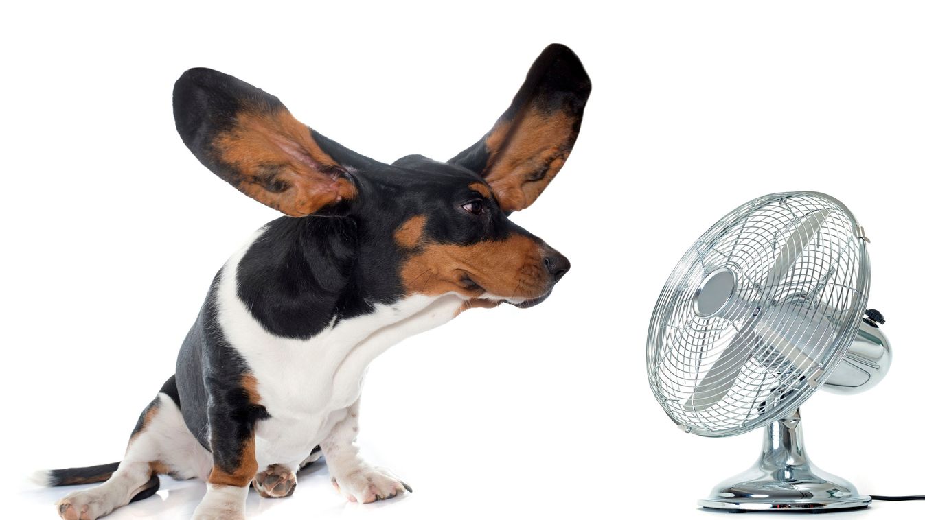dog basset hound sausage dog dachshund puppy electric fan isolated spinning electricity summer wind ventilator oscillation cold air humor tricolor pet animal black young studio white background ear long large 