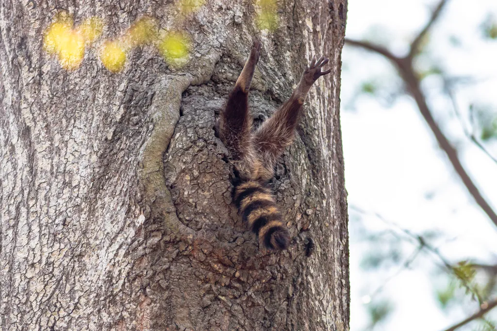Comedy Wildlife Photography Awards 2020 nyertes képek Almost time to get up. The raccoon was just waking up and stretching. We have a raccoon in this tree every so often, sometimes for a night and sometimes for a month. 