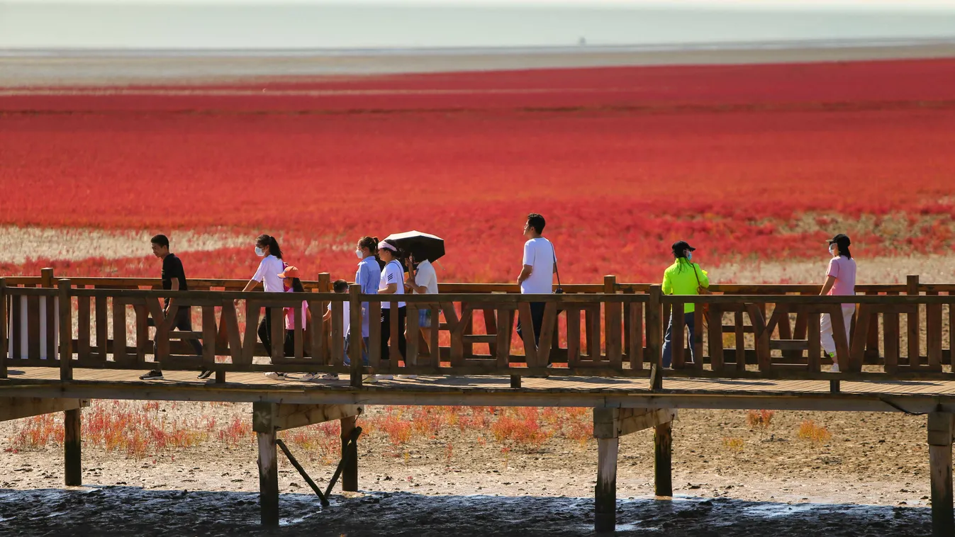 Különleges természeti jelenség: minden évben vörössé változik a kínai Liaohe folyó deltája, galéria, 2023 