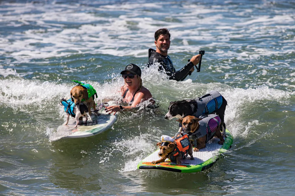 Szörföző kutyák gall  Helen Woodward Animal Center's 16th Annual Surf Dog Surf-a-Thon 