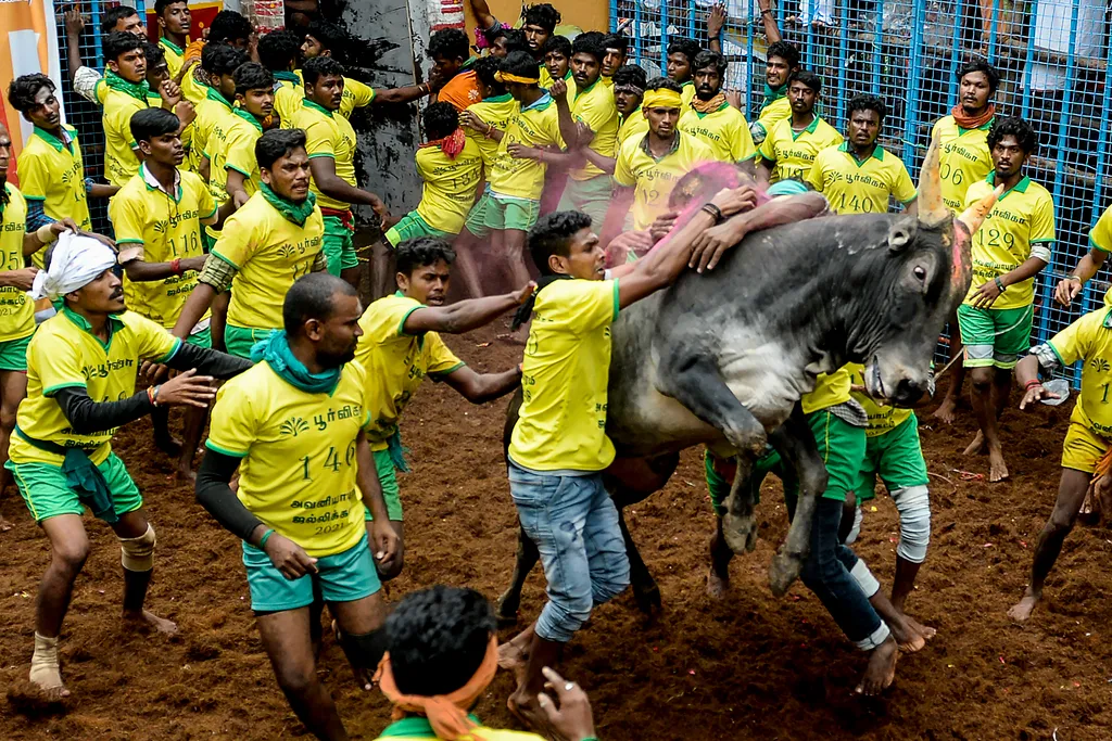 Jallikattu Avaniyapuram bika India Tamil Nadu 