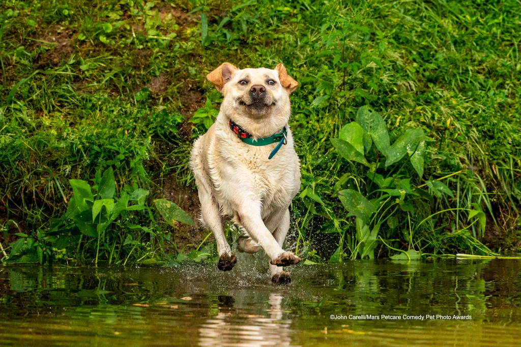 The Comedy Pet Photography Awards 2020
John Carelli
Green Cove Springs
United States
Phone: 
Email:
Title: Look Mom--I Can Walk on Water
Description: He was so proud for a split second.  He thought he was going to walk across the lake and avoid retrieving