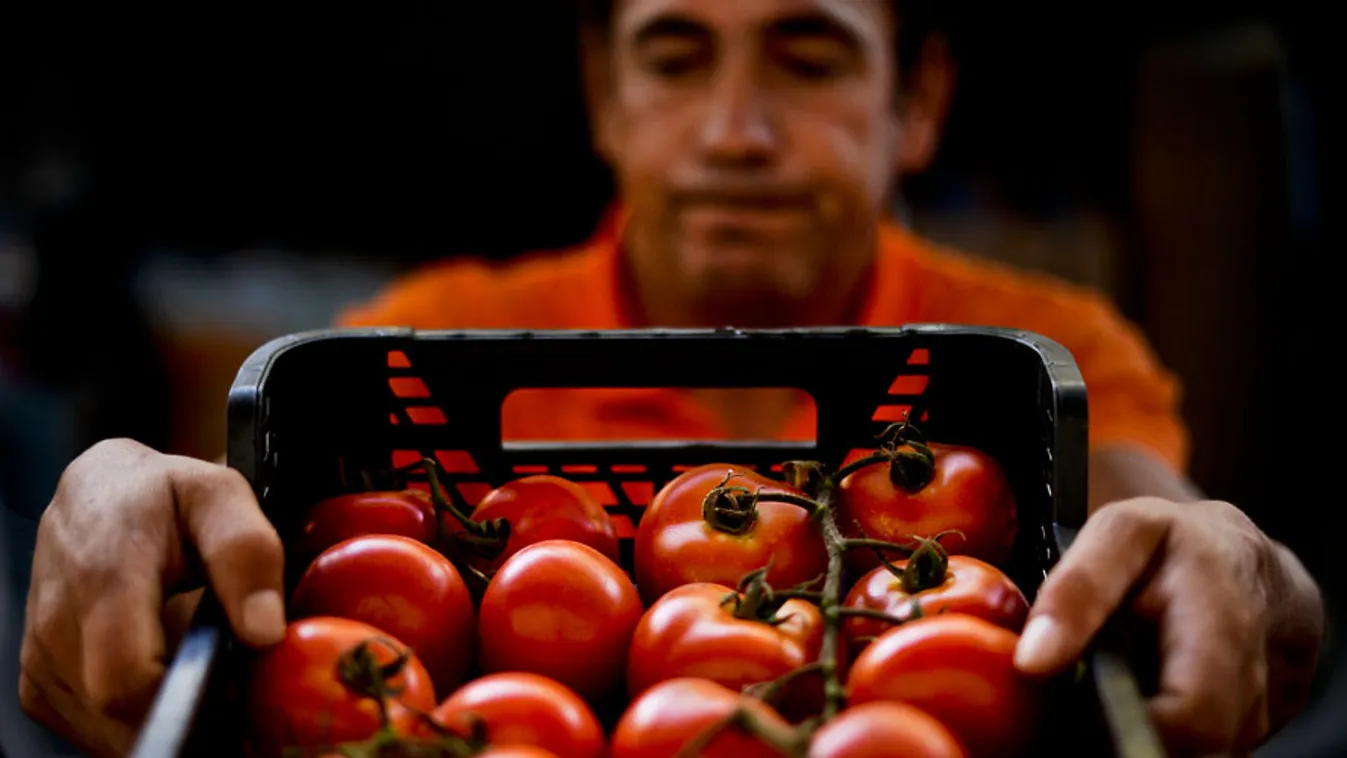 koleszterinszintet csökkentő ételek, Egy lisszaboni jótékonysági élelmiszerbank önkéntese paradicsomot visz