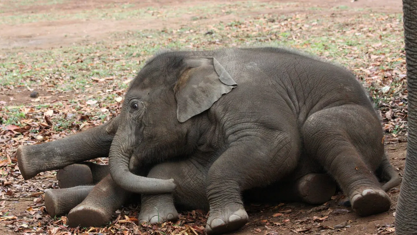 elefántborjú 