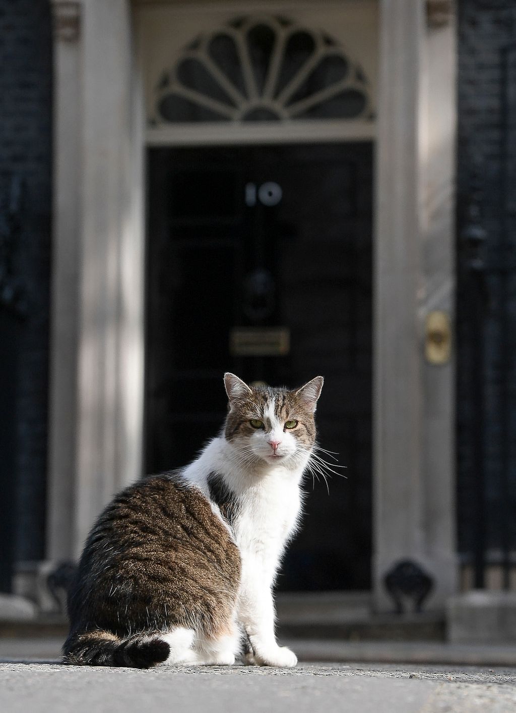 Tíz éve van hivatalában az Egyesült Királyság miniszterelnökségi főegerésze, galéria, 2021.02.17. 