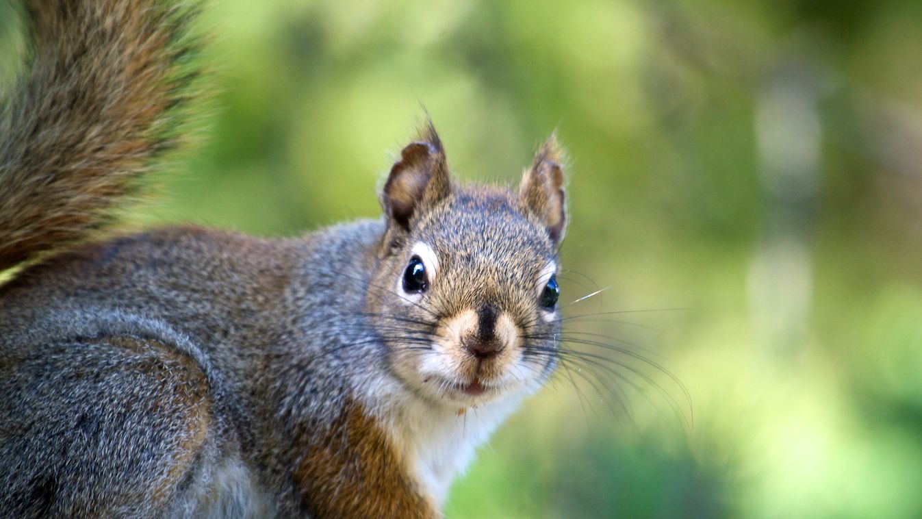 A mókusok is lehetnek stresszesek - ORIGO