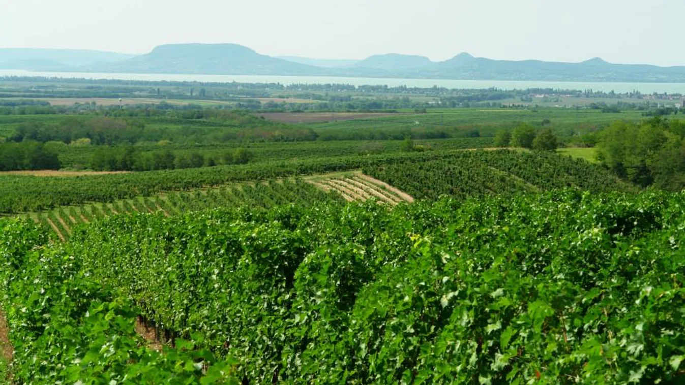 Dél-Balaton bor szőlő 