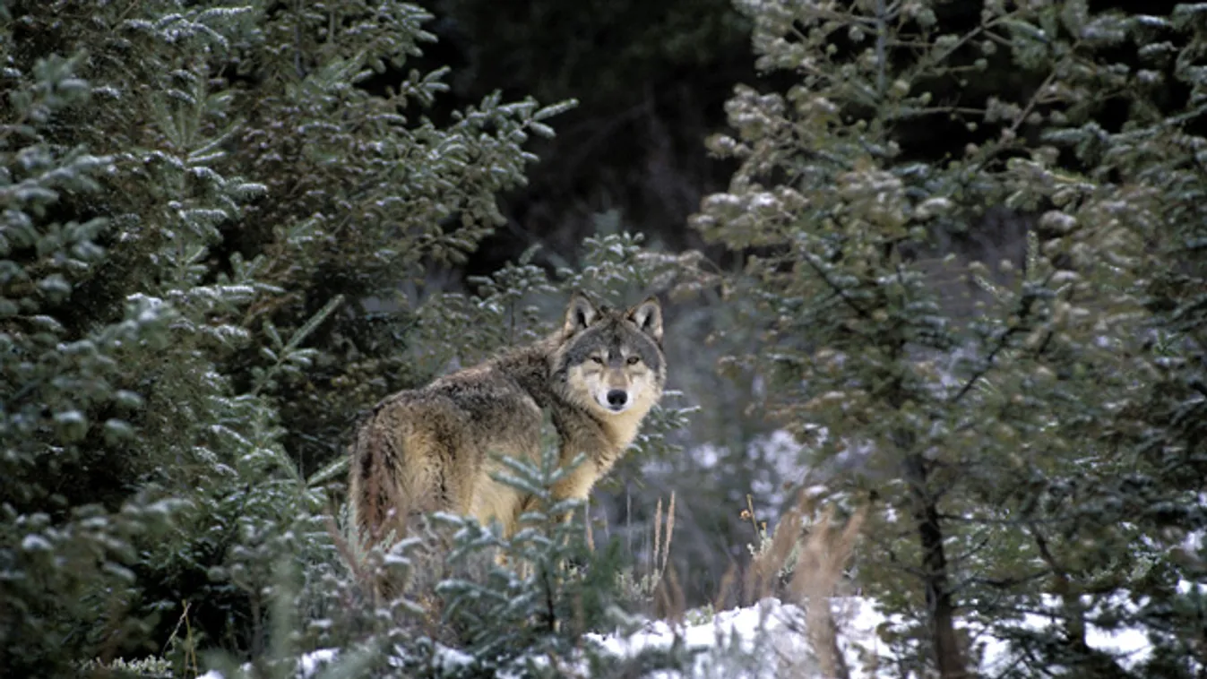 Elszaporodtak Európában a  szürke farkasok, farkasok Németországban 