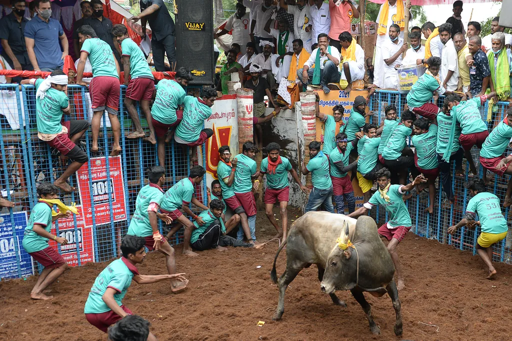 Jallikattu Avaniyapuram bika India Tamil Nadu 