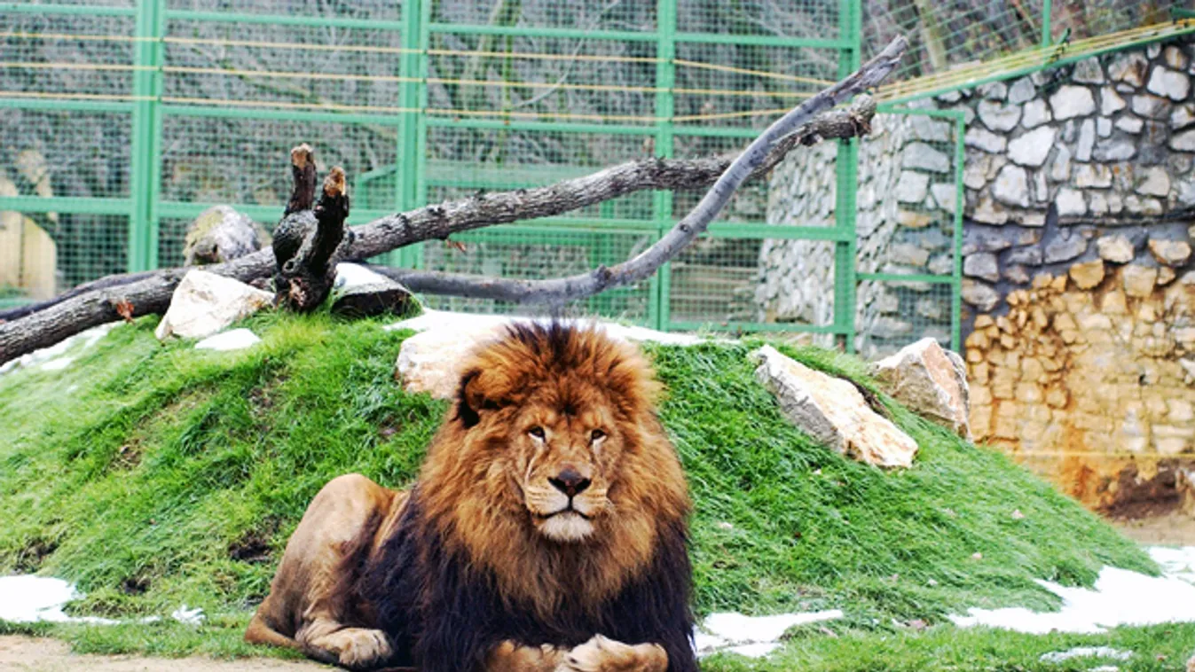 pécsi állatkert, Egy oroszlán fekszik pécsi állatkert oroszlánkifutójában