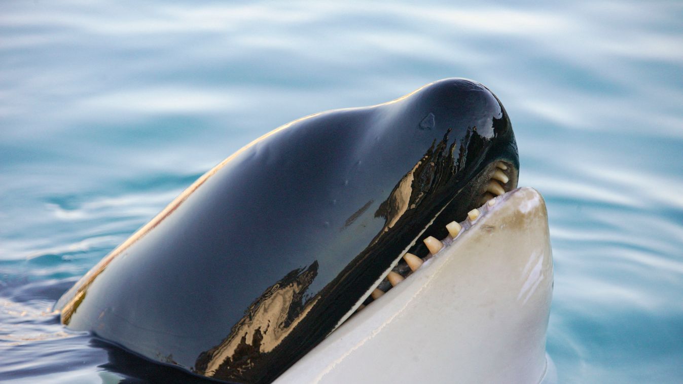 orka, kardszárnyú delfin 