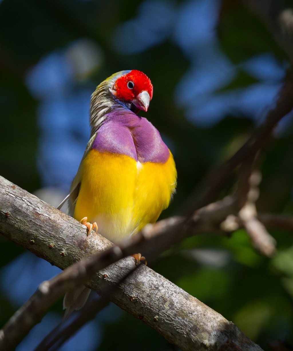 A világ legszínesebb madarai a papagájtól a pintyig, madár, madarak, színes madarak, látványos tollazat, Chloebia gouldiae, Gould-amandina 