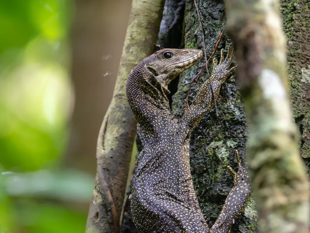 Taman Negara, nemzeti park, Malajzia-félsziget, Malajzia, Taman Negara összterülete 4343 km2, Lombhullató esőerdő, több mint 130 millió éves 