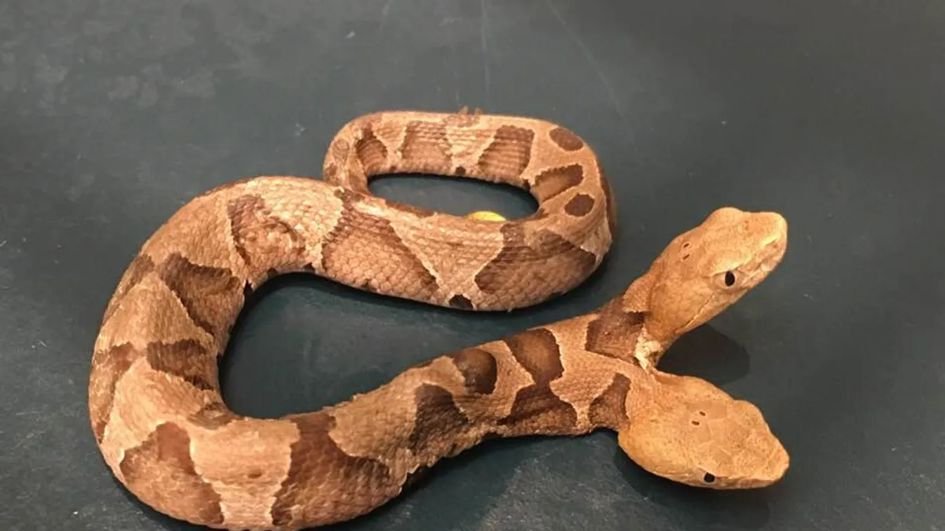 kígyó, kétfejű kígyó, Virginia 