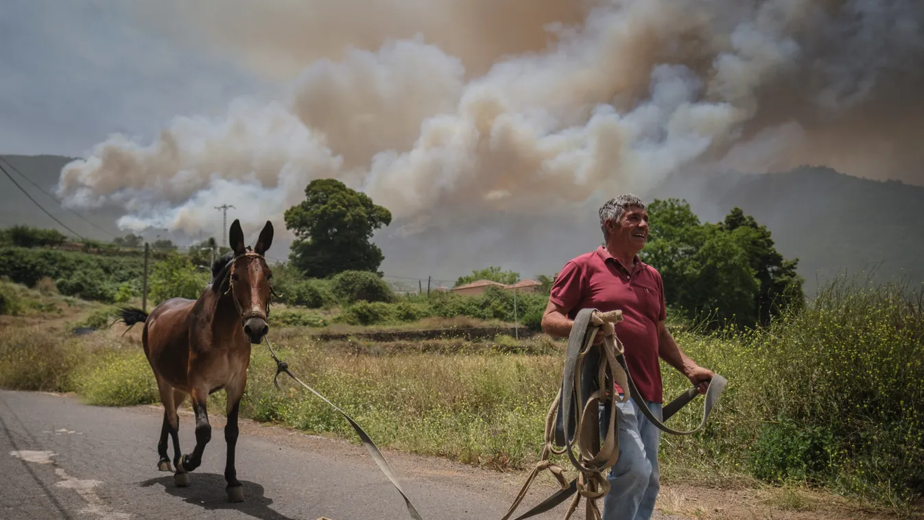 Wildfires in Spain Forest fire,Las Llanadas,Spain,Tenerife,wildfire Horizontal erdőtűz pusztít Tenerife 