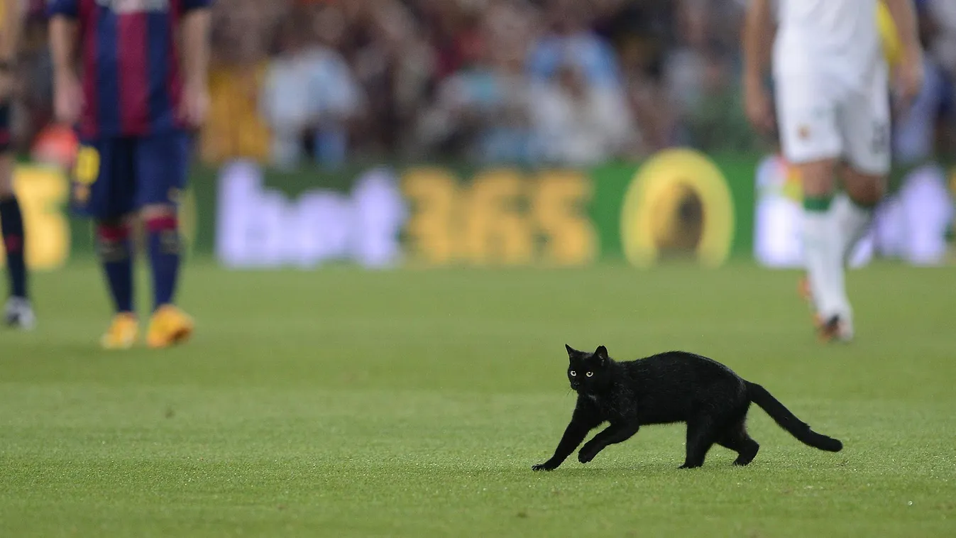 504076203 A black cat walks on the pitch during the Spanish league football match FC Barcelona vs Elche CF at the Camp Nou stadium in Barcelona on August 24, 2014. AFP PHOTO/ JOSEP LAGO 