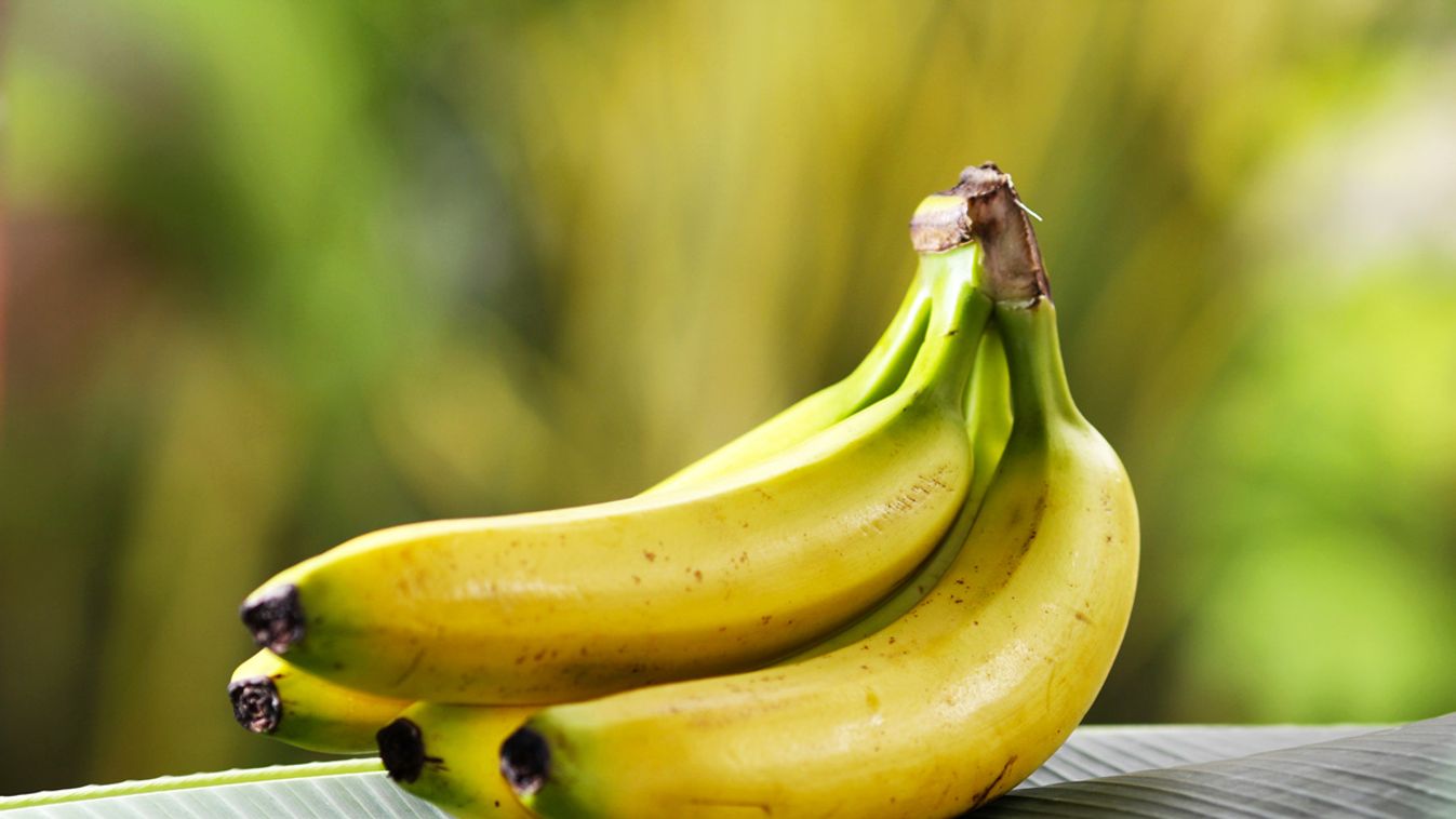 Íme a csúcsgyümölcs – a banán, amely az év gyümölcse lehetne dr. life 