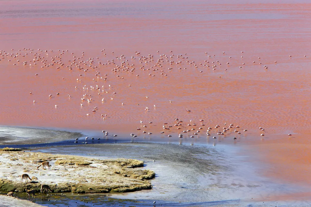 Laguna Colorada Bolívia 