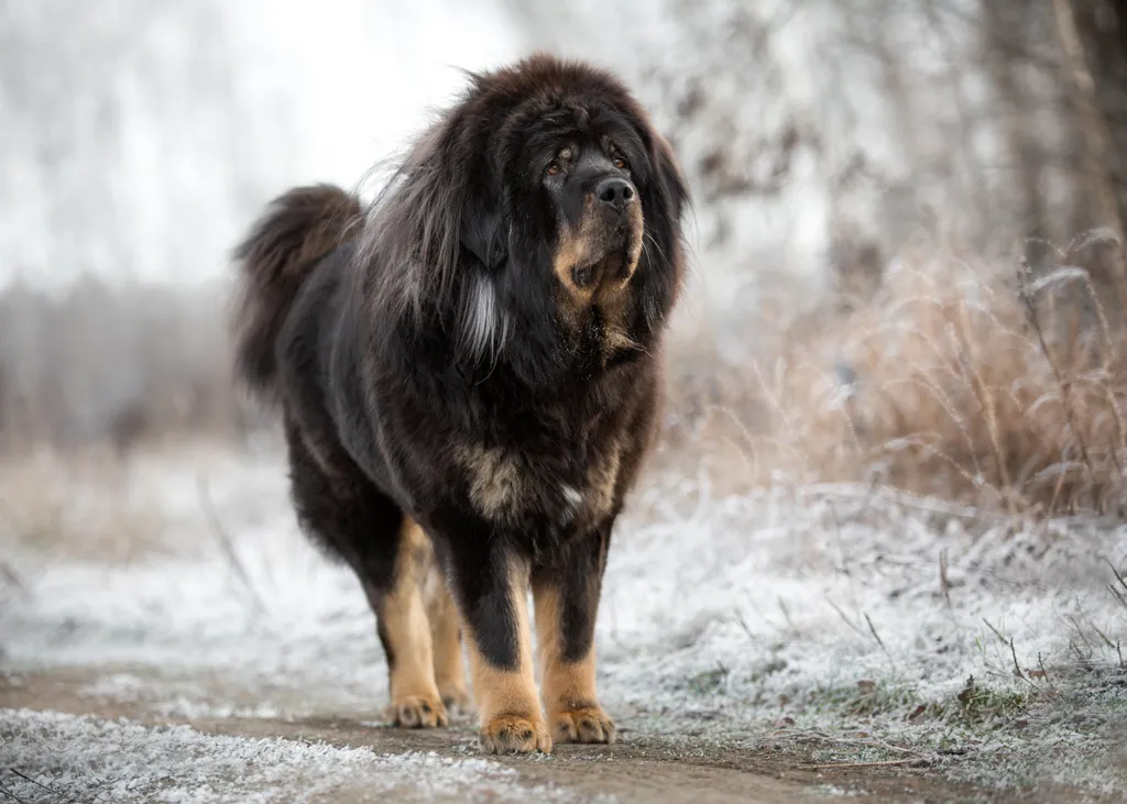 10 kutyafajta, ami imádja a hosszú, téli sétákat, tibeti masztiff 