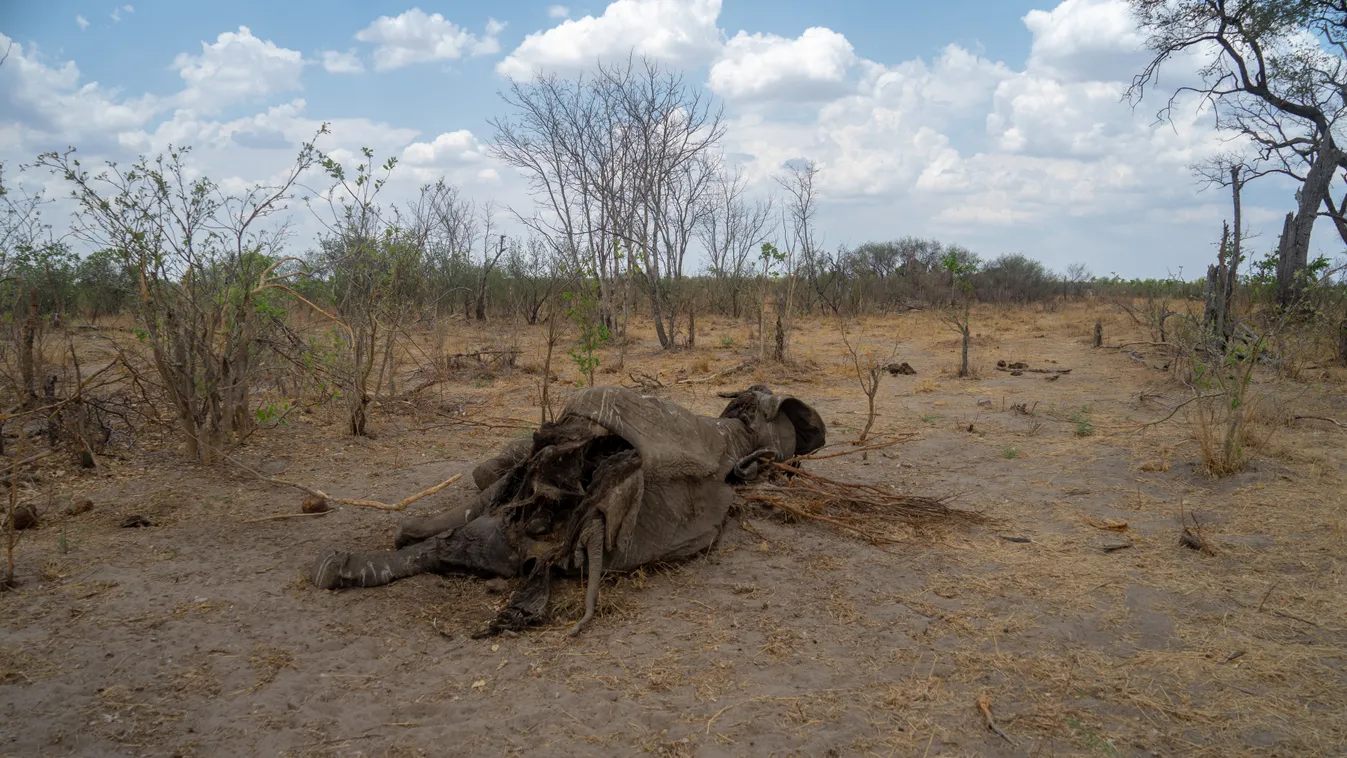 Horizontal ENVIRONMENT DEAD ANIMAL ELEPHANT DROUGHT CLIMATE NATURAL DISASTERS NATIONAL PARK ANIMAL WILDLIFE 