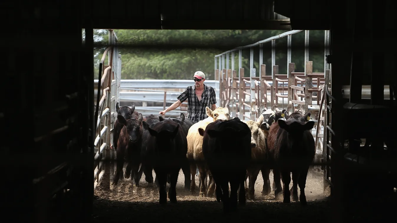 amerikai szarvasmarhatartás, húsmarhák, illusztráció 