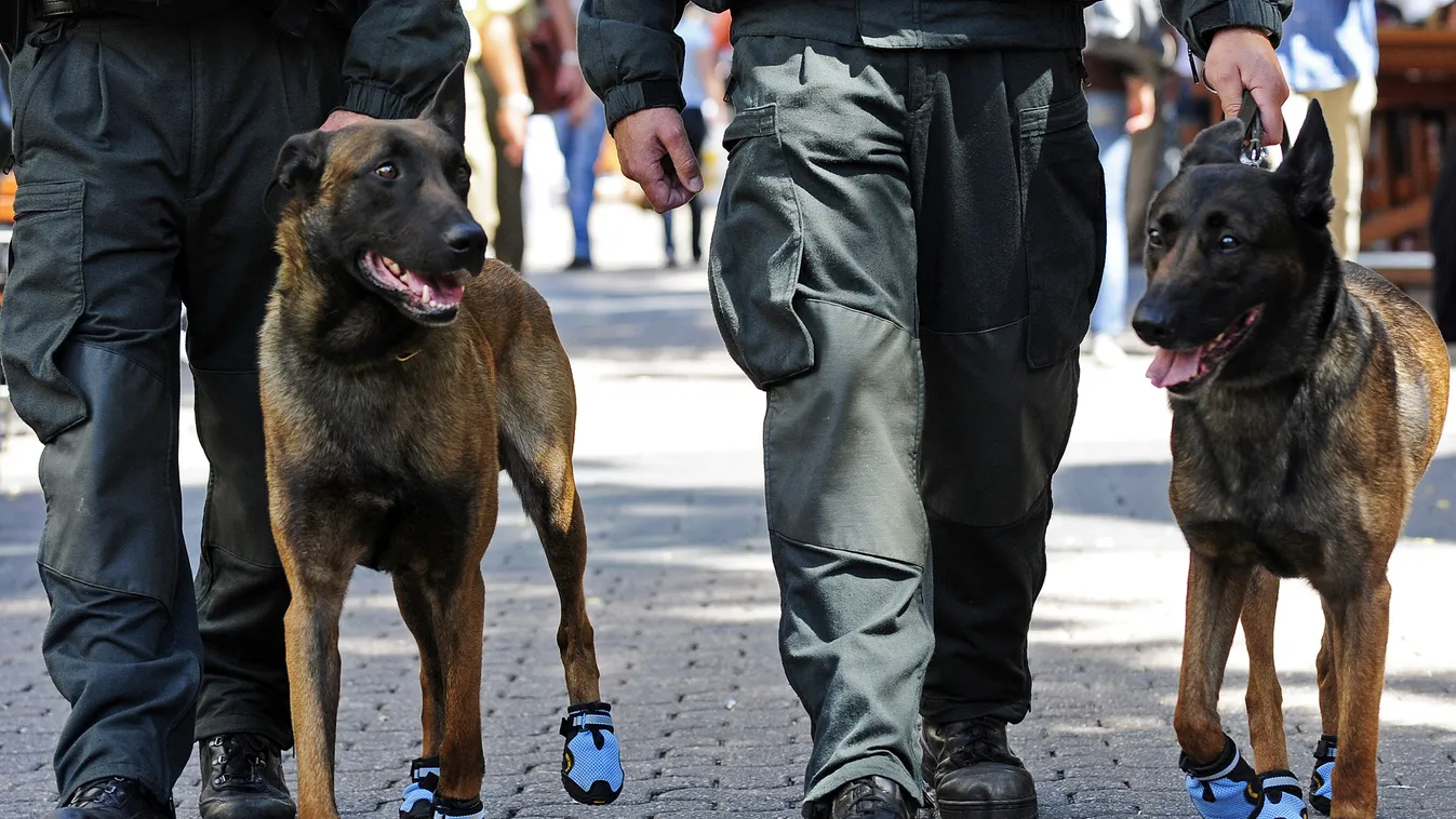 GERMANY-POLICE-DOG-SHOES-OFFBEAT OFFBEAT ANIMAL POLICE DOG SHOES POLICE OFFICER SECURITY MEASURE SQUARE FORMAT 