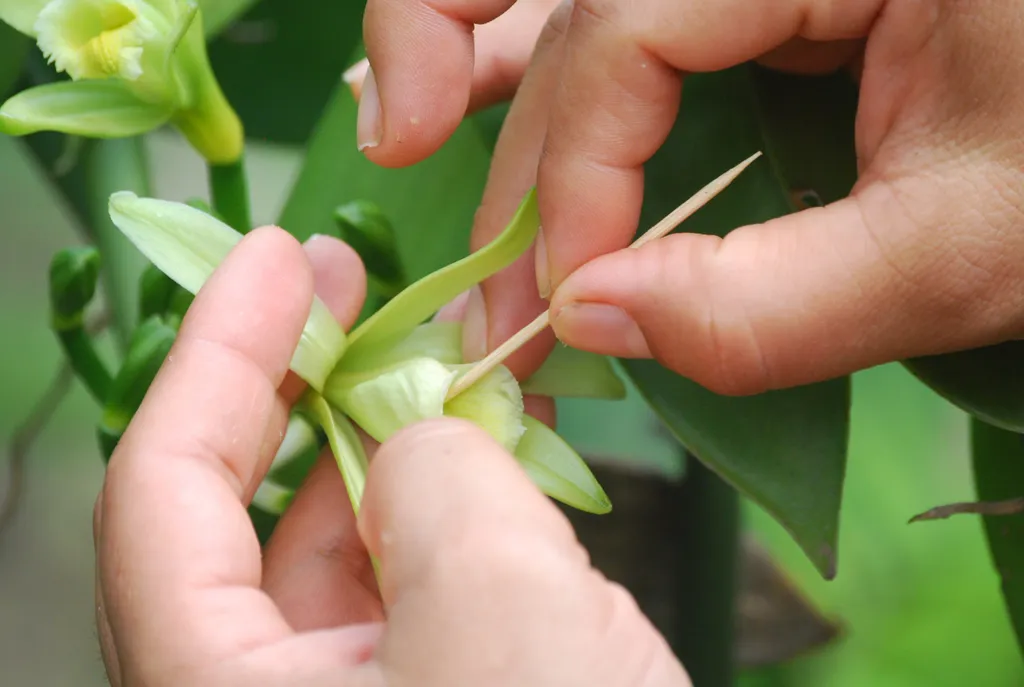 a világ legnagyobb vaníliatermelő országai mexikó, 
 Tuxpan,,Veracruz/mexico.,May,,2015,Vanilla,Plants,Being,Pollinated,By,Hand. pollination,rural,pollinating by hand,fair trade,food,campesino, Tuxpan, Veracruz/Mexico. May, 2015 