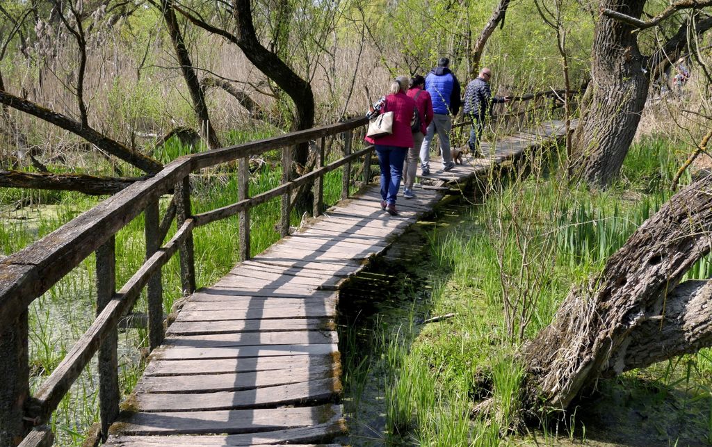 érdekes hely  híd kirándulás kiránduló KÖZLEKEDÉSI LÉTESÍTMÉNY SZEMÉLY TÁJ tanösvény tavasz természetfotó turista 
