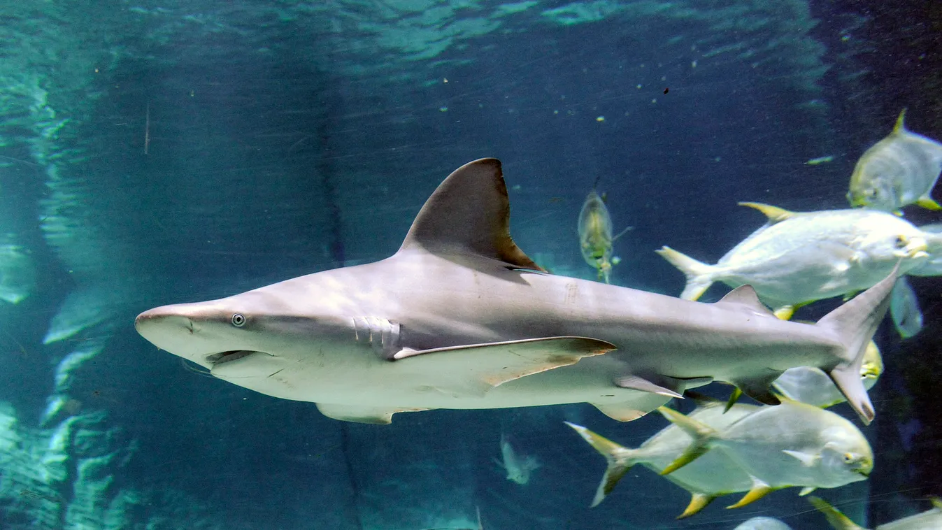 Két új cápa érkezett a budapesti Tropicariumba 