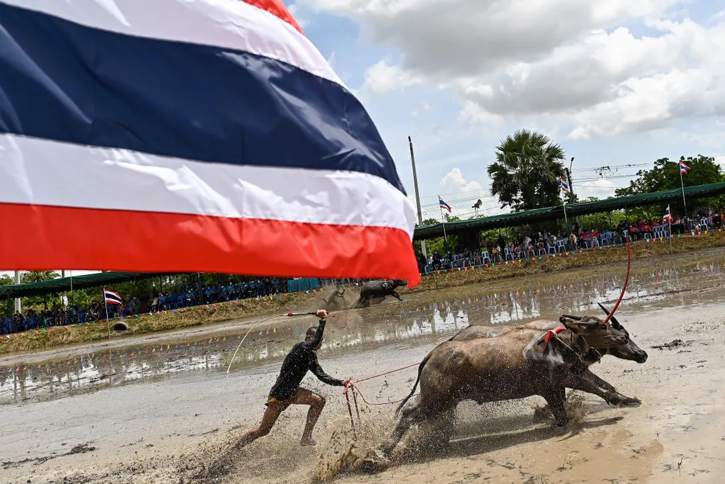 Bivalyversenyen a rizsültetési fesztiválon Chonburiban, bivalyverseny, rizsültetési fesztivál, Chonburi 