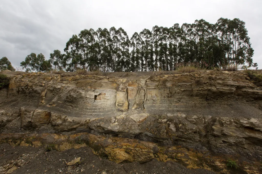 290 millió éves erdőből származó fosszíliákat fedeztek fel Brazíliában, fosszília, tudomány, kövület, kő, felfedezés 