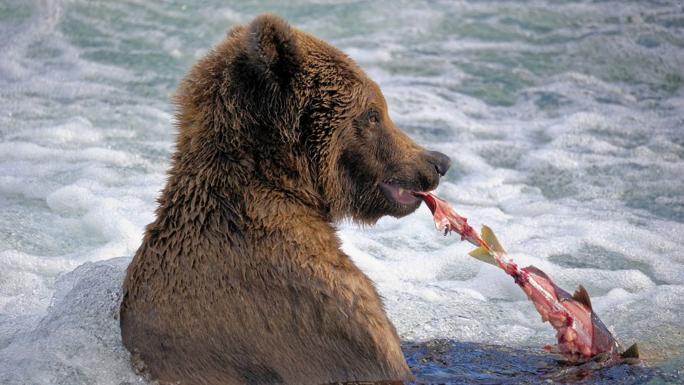 Grizzly, medve, Katmai National park, Alaszka, Katmai Nemzeti Park, lazac 