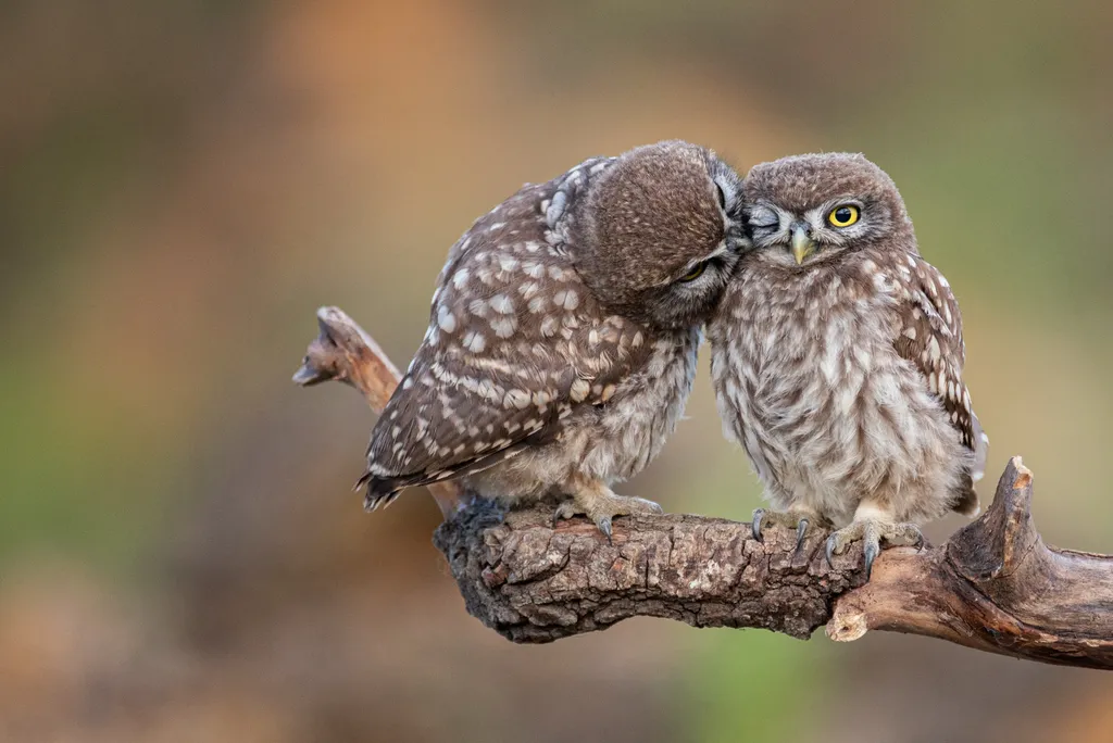 Two,Little,Owl,Athene,Noctua,On,A,Beautiful,Background. love,small,feather,nocturnal,prey,raptor,beak,owl,young,little o
állati szerelem 