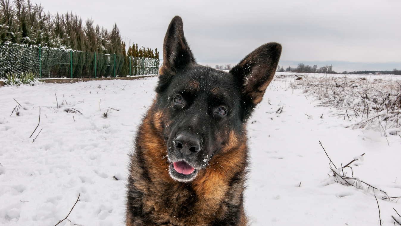 10 kutyafajta, ami imádja a hosszú, téli sétákat, németjuhász 