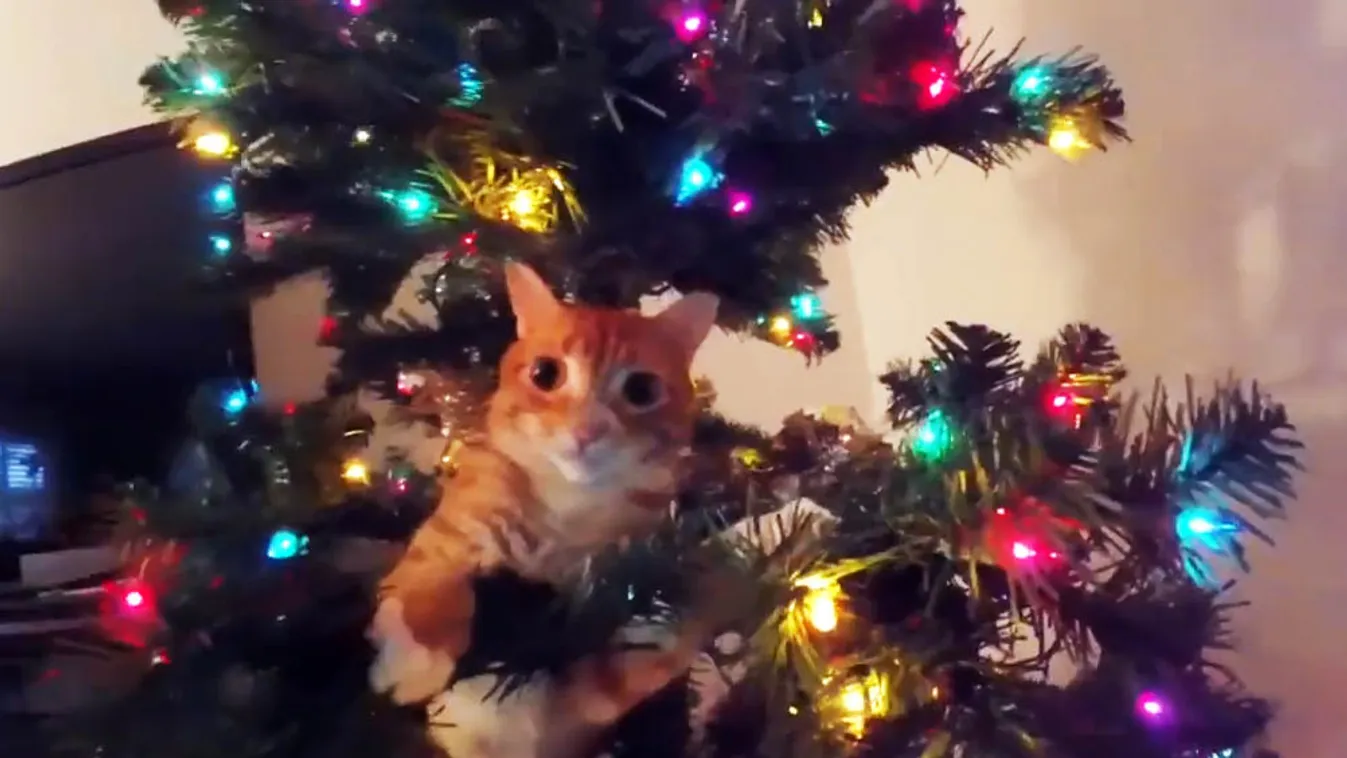 cica, karácsonyfa, macska 