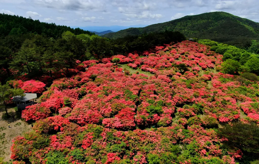 Azálea Japán 