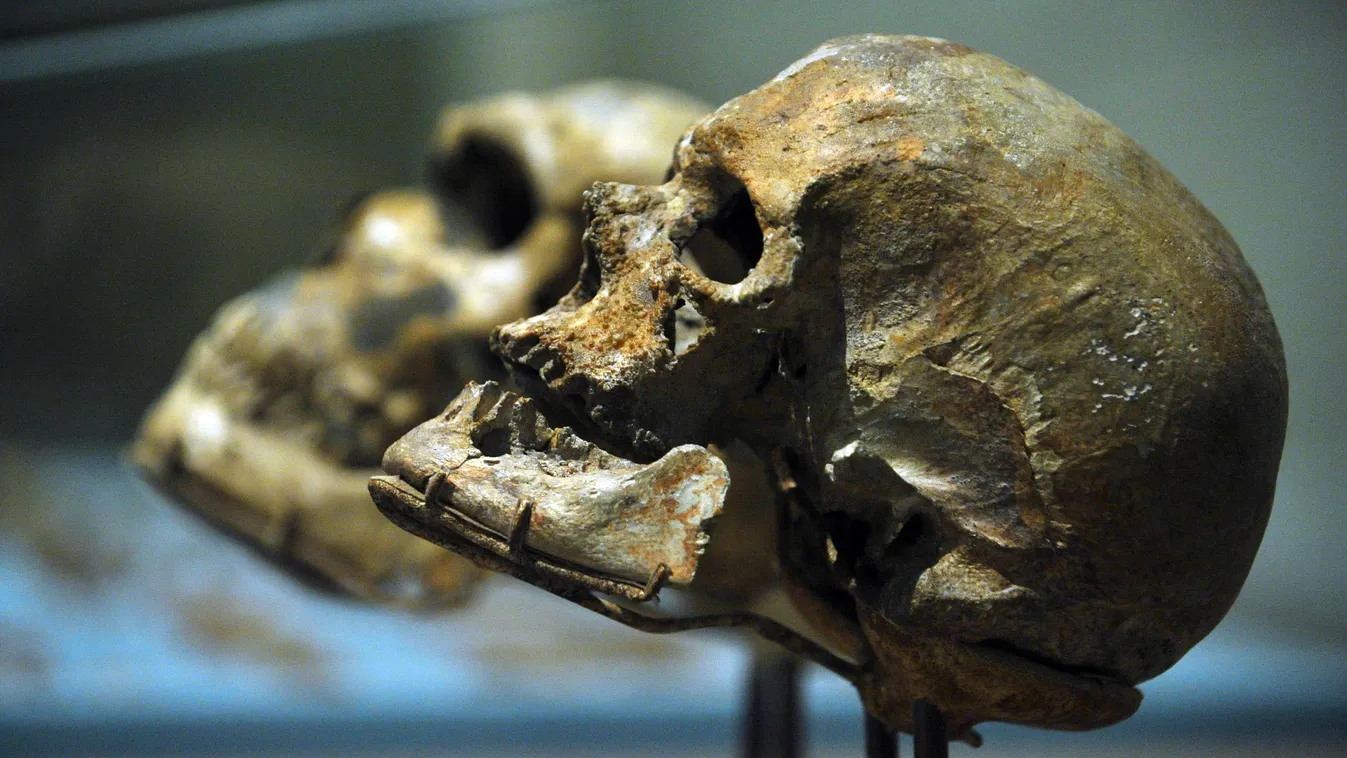 cro magnoni ember neandervölgyi ember koponya 