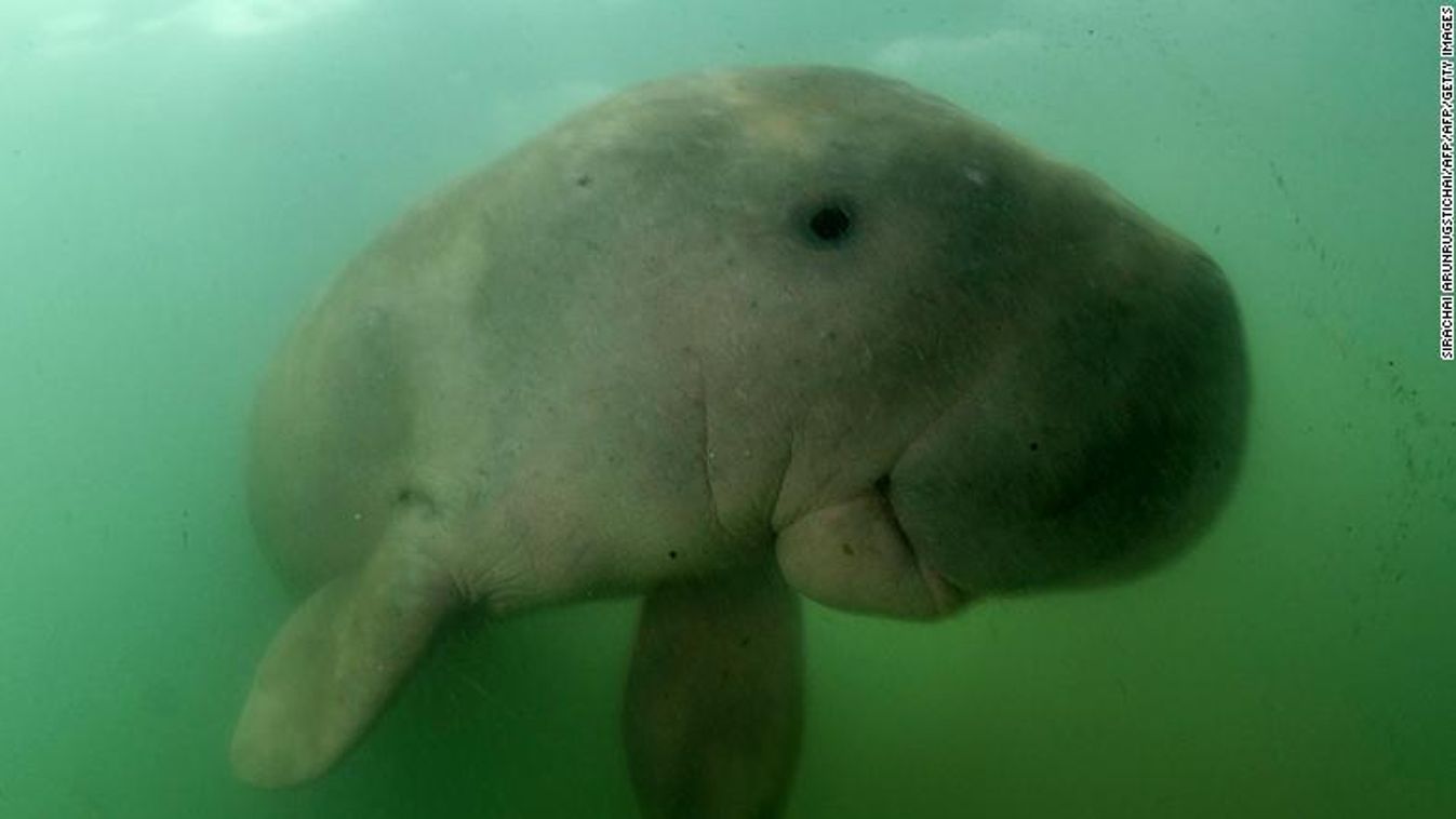 dugong 