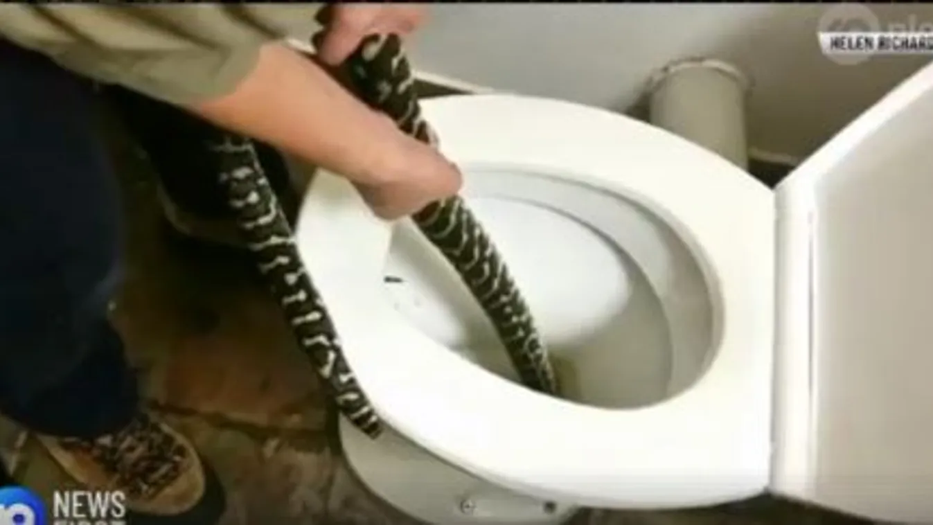 kígyó, Ausztrália, kígyó a wc-ben 