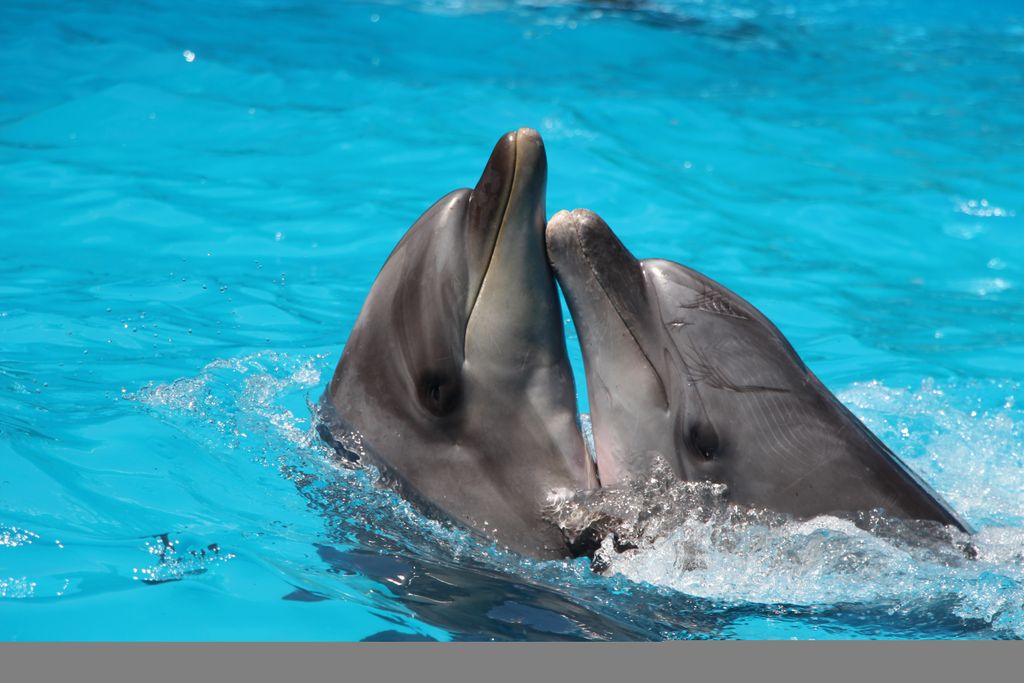 Couple,Dolphins,Dancing,Love,Dance play,dolphin,nature,happy,pool,fin,water,aquarium,life,marine,se
állati szerelem 