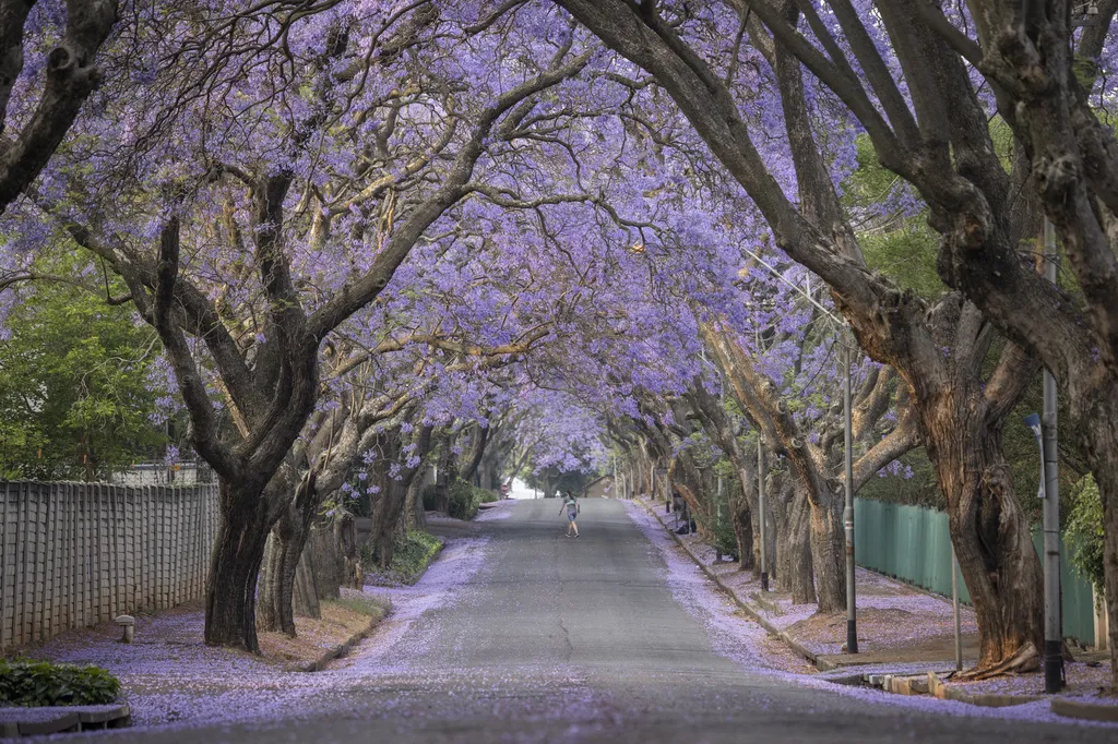 johannesburg, dél-afrika, Zsakaranda fa, virág, lila szinű fák, 2022. 10. 20. 