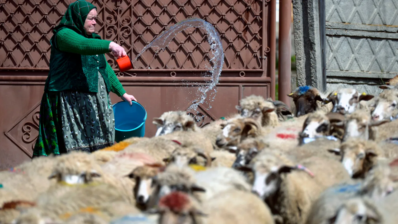 ÁLLAT asszony FOTÓ FOTÓ ÁLTALÁNOS FOTÓTÉMA határon túli magyarok háziállat juh juhnyáj nyáj önt SZEMÉLY zsáner Méra, 2014. április 21.
Egy asszony vízzel önti le a legelőről visszatérő nyájat a Kolozs megyei Mérán a juhmérés napján, 2014. április 20-án. A