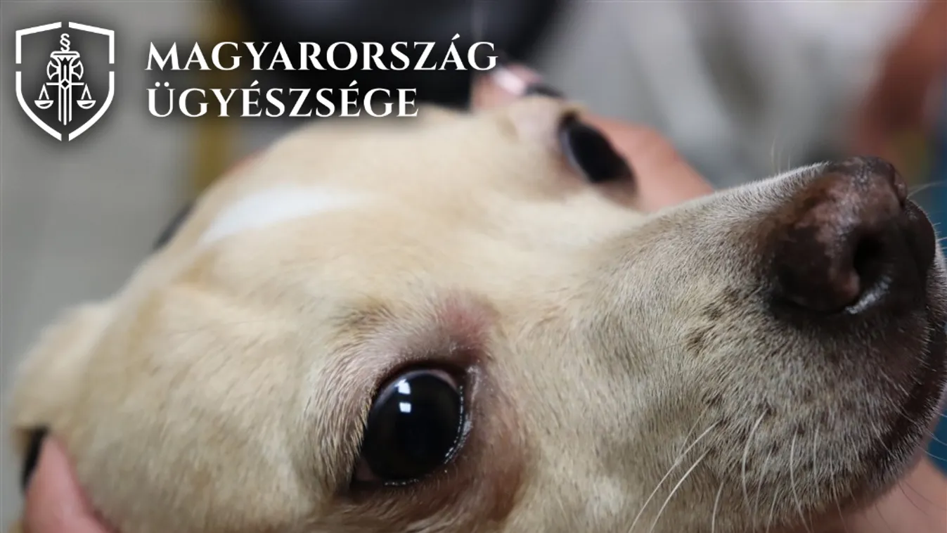 eltörte kutyája combcsontját és megverte egy férfi Budapesten 2020. július 16-án 